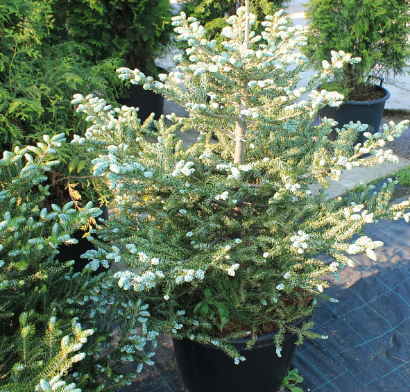 Пихта корейская 'Силберкугель'