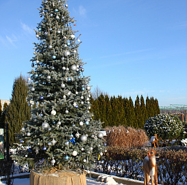 Новогодняя Ель колючая Глаука - украшение