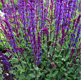 Сальвия дубравная (Шалфей) 'Карадонна'