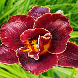 Лилейник гибридный 'Хайленд Лорд'