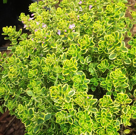 Тимьян лимоннопахнущий 'Мюстик'