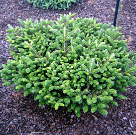 Пихта корейская 'Оберон'