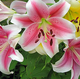Лилия 'Пинк Бриллиант' (розово - белая)