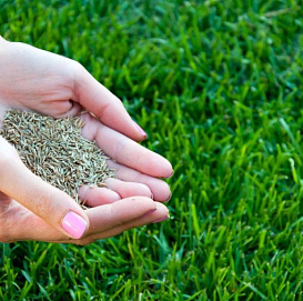 Газонная трава