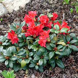 Рододендрон гибридный (азалия) 'Скарлет Вондер' (красный)