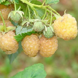 Малина 'Янтарная Садко' (ремонтантная)