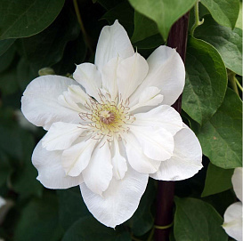 Клематис 'Ежи Попелушко'