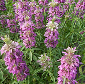 Монарда гибридная 'Бергамо' (фиолетовая)