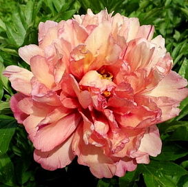 Пион молочноцветковый 'Уоппер' (персиково - розовый)