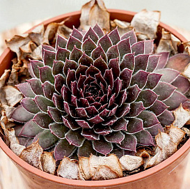 Молодило 'Корал Грей'