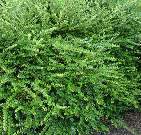 Жимолость блестящая 'Элегант'