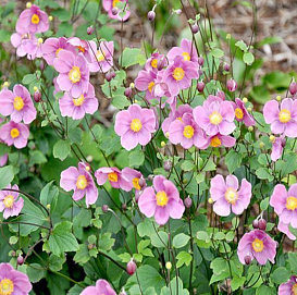 Анемона японская (Ветриница) 'Септембер Чар'