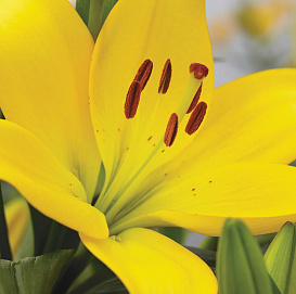 Лилия LA-гибрид 'Чайковский'