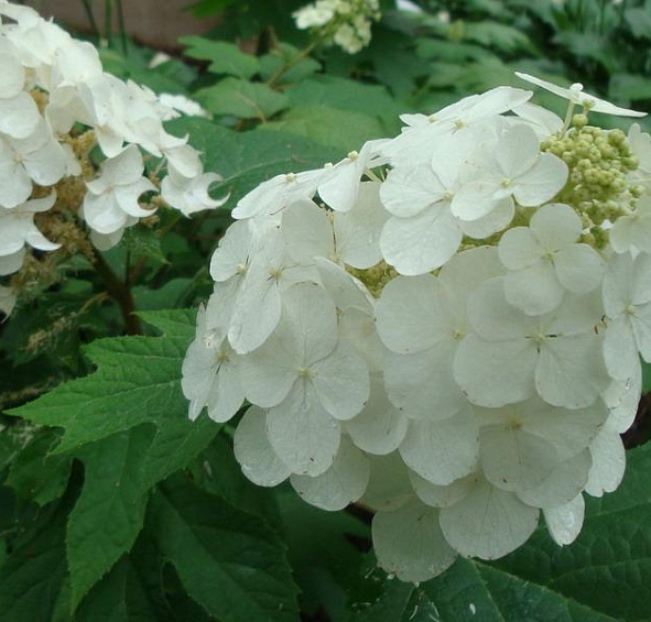 Гортензия дуболистная 'Сноу Квин'