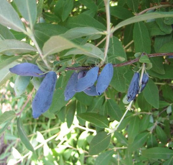 Жимолость съедобная 'Васюганская'