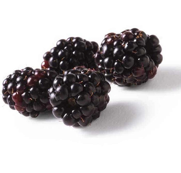 Ежевика 'Агавам'