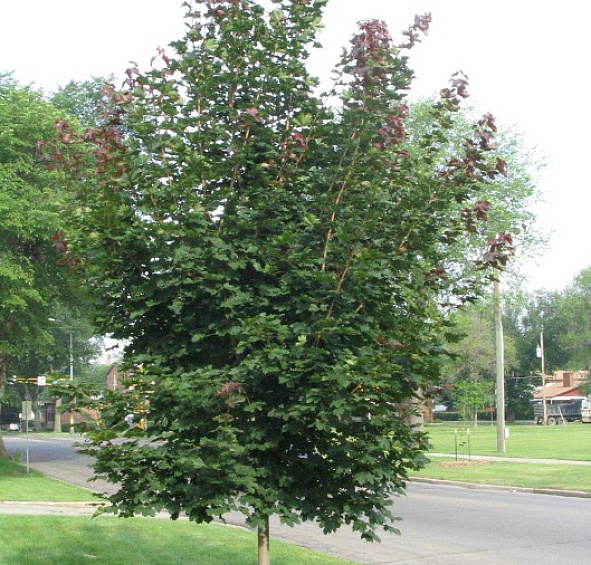 Клен остролистный 'Дебора'