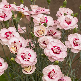 Гвоздика перистая 'Ангел оф Вирту' (розовая)