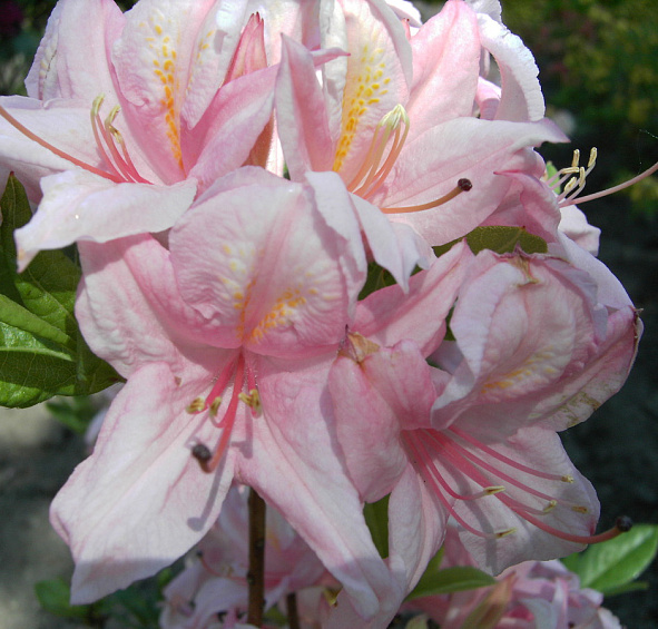 Рододендрон желтый (азалия) 'Суар де Пари' (светло-розовый)