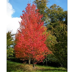 Клен красный Клен красный