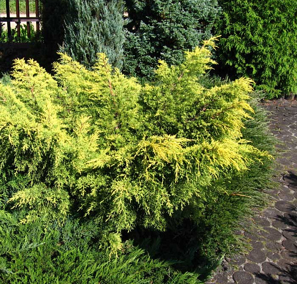 Можжевельник средний 'Кинг оф Спринг'