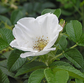 Роза ругоза 'Альба' (белая)