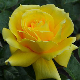 Роза 'Санблест' (чайно-гибридная) (желтая)