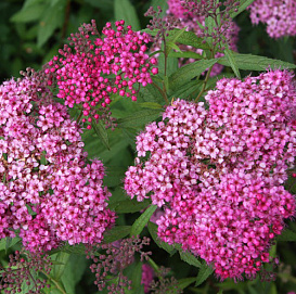 Спирея японская 'Кантри Ред'