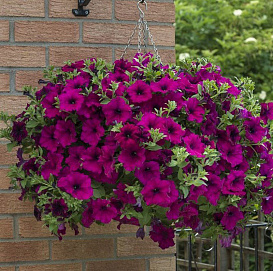 Петуния (сурфиния) гибридная 'Фанфары Пурпл'  (пурпурный)