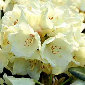 Рододендрон якушиманский 'Флава' (бело-кремовый)
