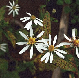 Астра растопыренная 'Айстерн Стар' (белая)