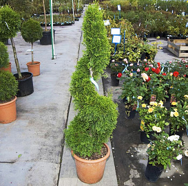 Туя западная 'Смарагд' спираль