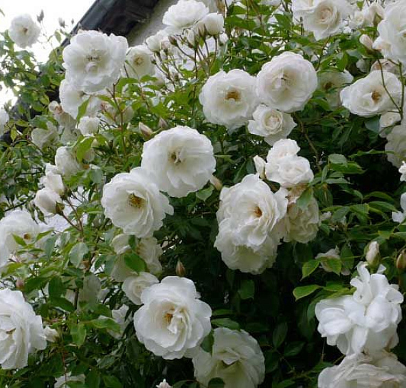 Роза 'Шнеевитхен' (шраб, флорибунда) (белая)