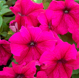 Петуния (сурфиния) гибридная 'Лимбо Бургунди' (светло розовая)