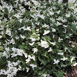 Бересклет Форчуна 'Арлекин'