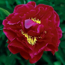 Пион молочноцветковый 'Зе Майти Мо' (темно красный)