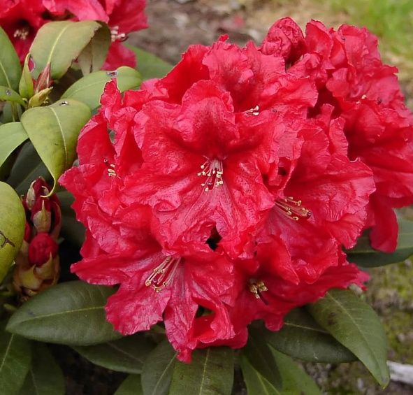 Рододендрон гибридный 'Эйджис' (красный)