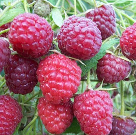 Малина 'Таруса'