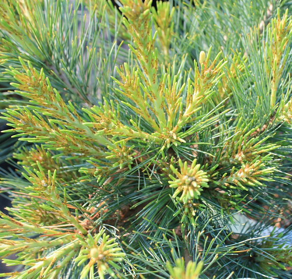 Сосна веймутова 'Макопин'