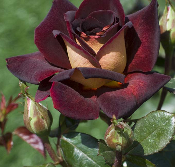 Роза 'Эдди Митчел' (чайно-гибридная) (бордово - желтая)