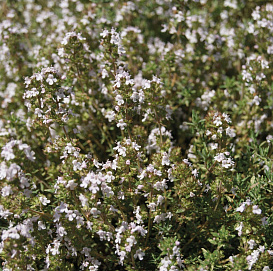 Тимьян душистейший 'Оранжело'