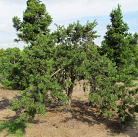 Сосна Банкса 'Арктис'