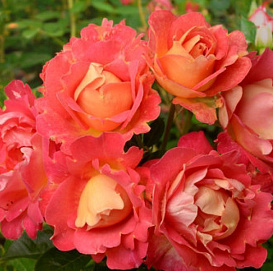 Роза 'Арлекин' (плетистая) (персиково-красная)