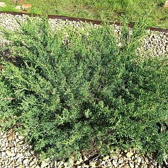 Можжевельник виргинский 'Хетц'
