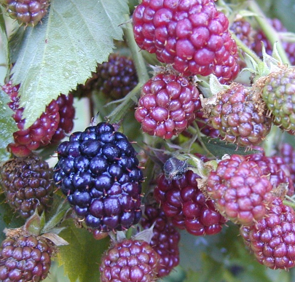 Ежевика 'Торн фри'