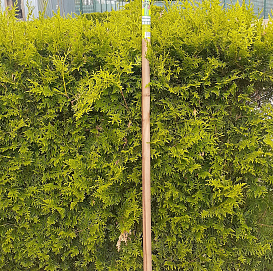 Опора для яблонь и груш Д.32мм Выс 1,95/2,45/ регулируемая (Черняев)