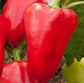 Перец сладкий 'Император'