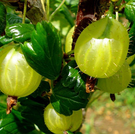 Крыжовник 'Юбилейный'