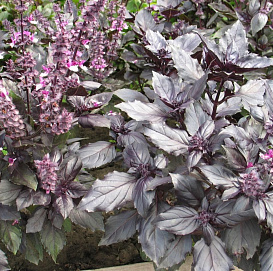 Базилик пряный 'Смуглянка'