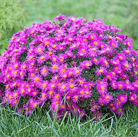 Астра многолетняя